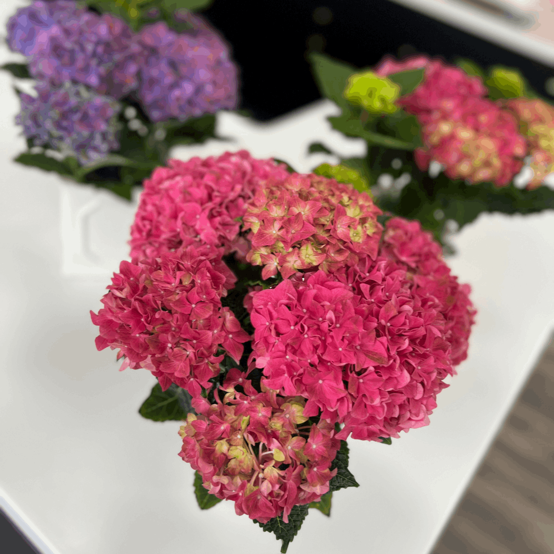 4" Potted Hydrangea – Luxe Ceramic Pot (Limited Edition)
