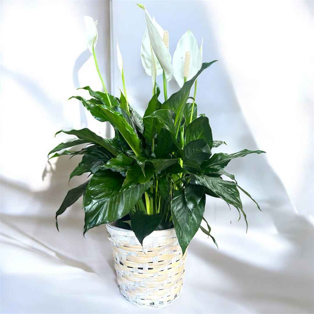 Peace Lily (Spathiphyllum) in Decorative Planter