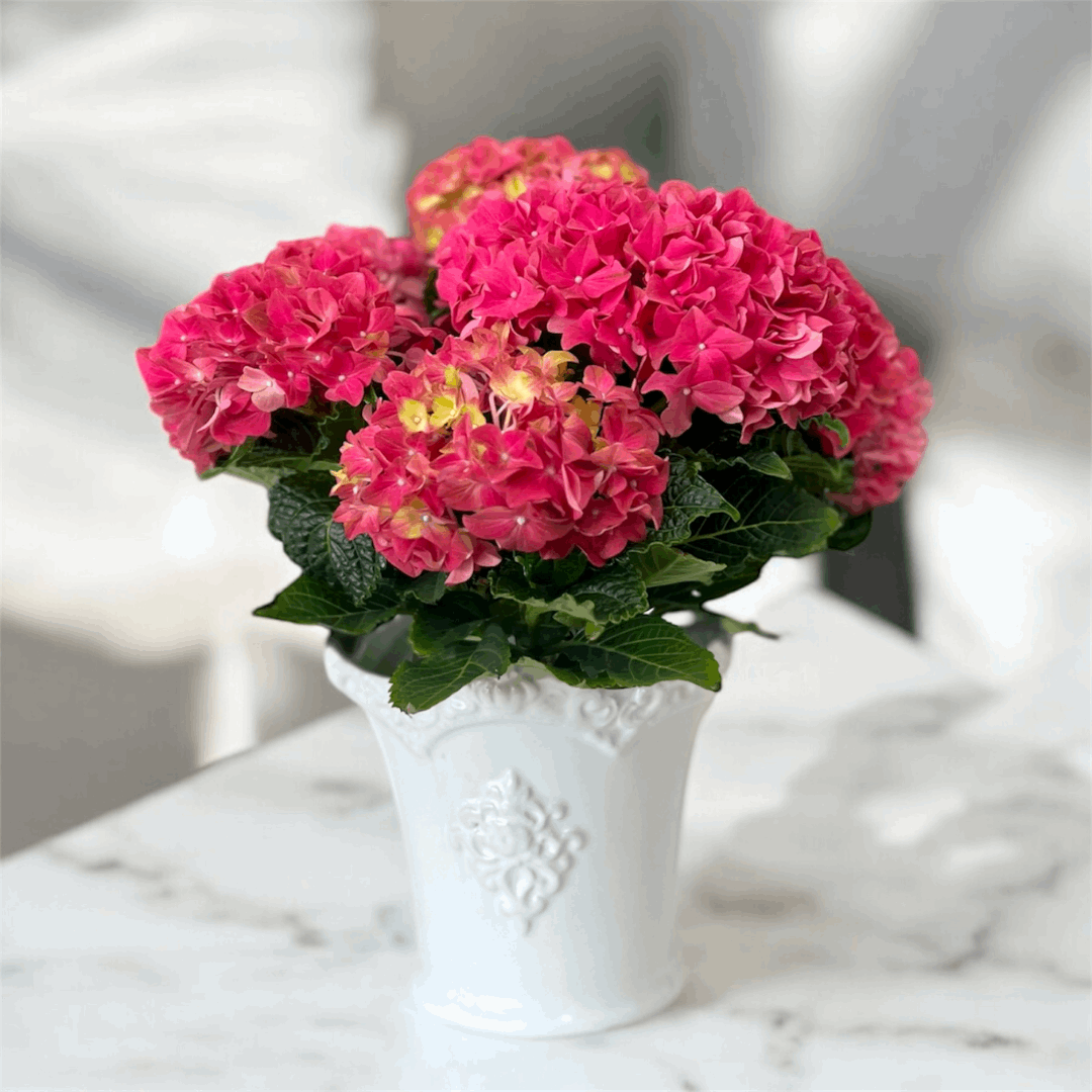 4" Potted Hydrangea – Luxe Ceramic Pot (Limited Edition)