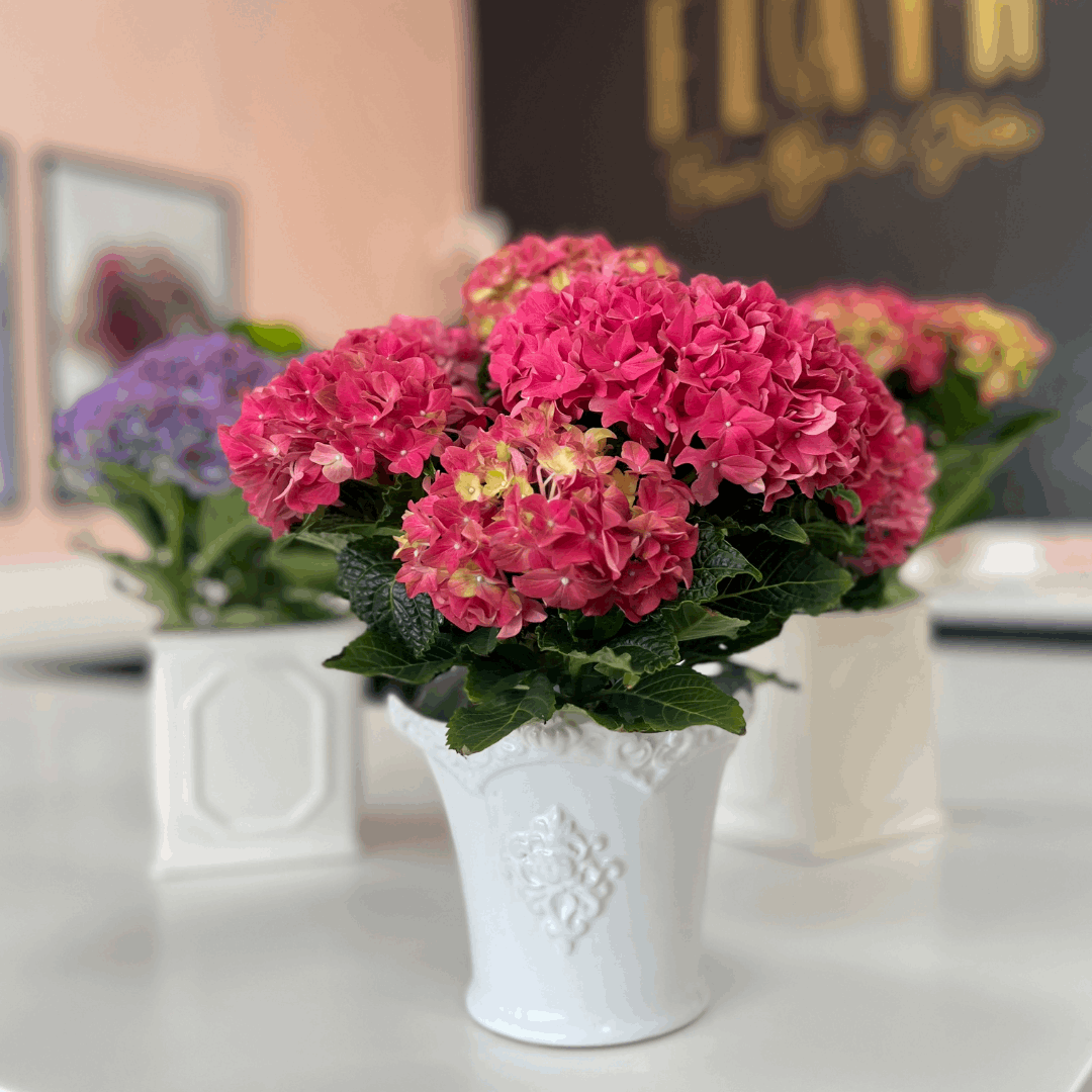 4" Potted Hydrangea – Luxe Ceramic Pot (Limited Edition)