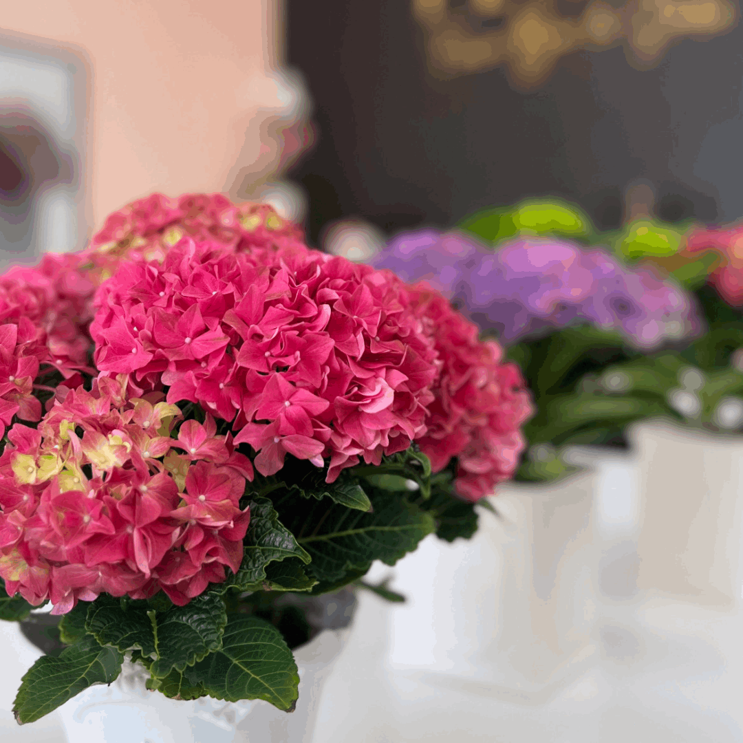 4" Potted Hydrangea – Luxe Ceramic Pot (Limited Edition)