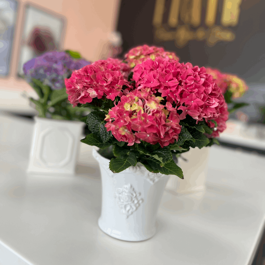 4" Potted Hydrangea – Luxe Ceramic Pot (Limited Edition)