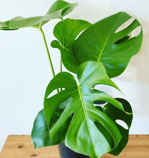 monstera deliciosa vine 6 inch Monstera Deliciosa