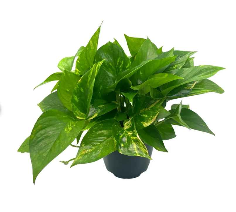 6 pothos plant 6" Pothos Plant in Grower Pot
