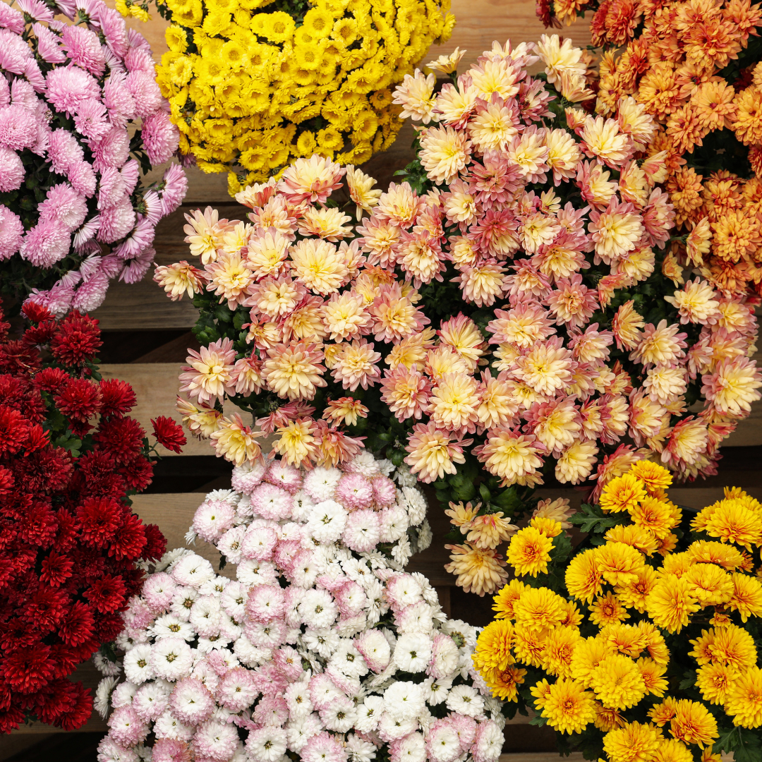 Assorted colorful mums including pink, yellow, red, and white.
