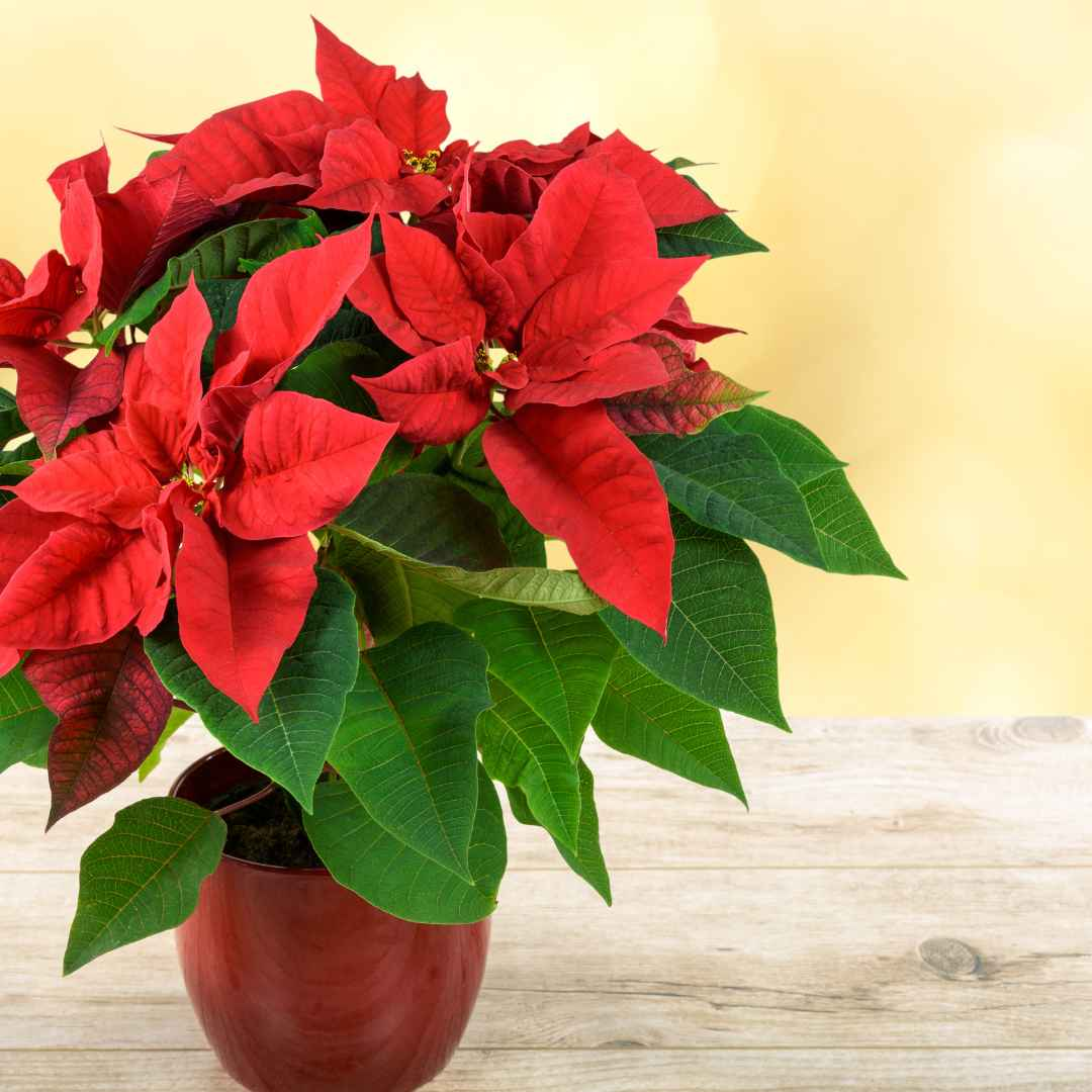 Fresh Poinsettia Plant
