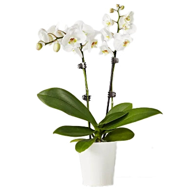 4" Phalaenopsis Orchid Plant In Grower Pot