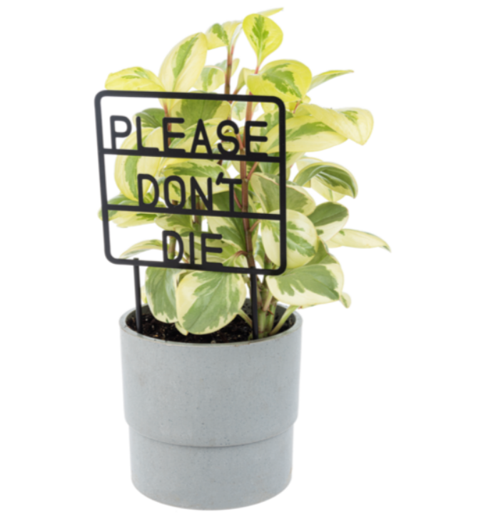 Plant Message Picks - Flair Flower Bar & Studio