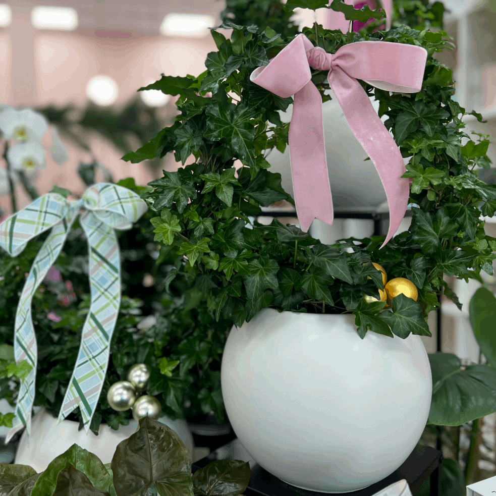 Potted Ivy Ring Wreath - Flair Flower Bar & Studio
