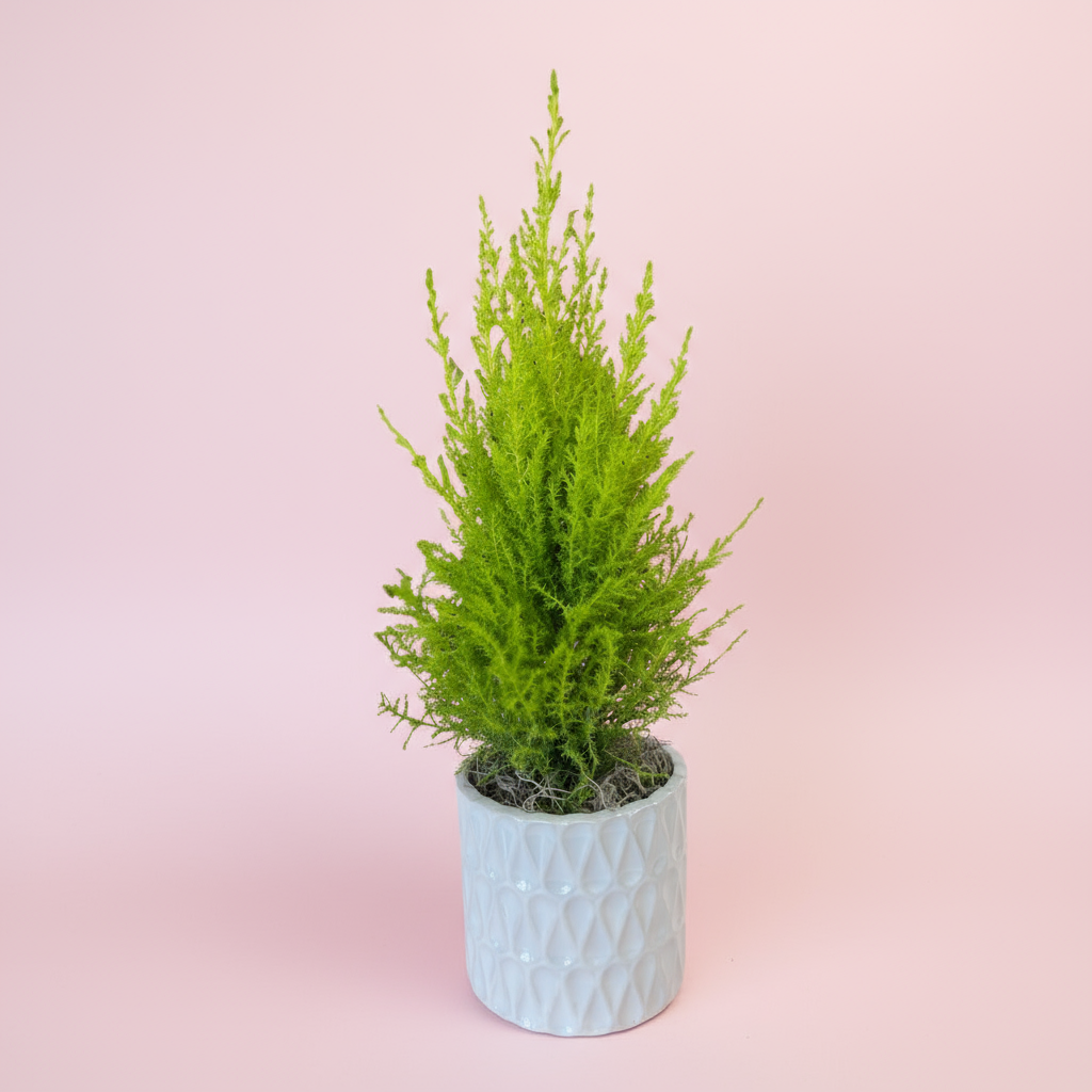 Potted Lemon Cypress Tree in White Ceramic Pot – 4” Fresh Plant