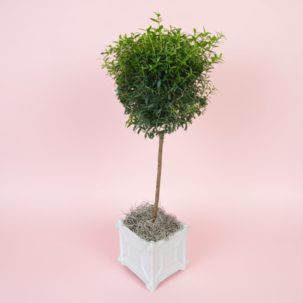Myrtle Single Ball Topiary in White Chinoiserie Ceramic Pot – Fresh Potted Tree