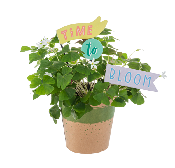 Inspirational Plant Flag Pick Set – "Time to Bloom" Garden Decor (Set of 3)