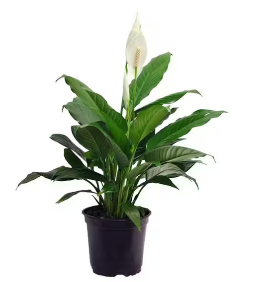 6" Spathiphyllum (Peace Lily) Plant in Grower Pot