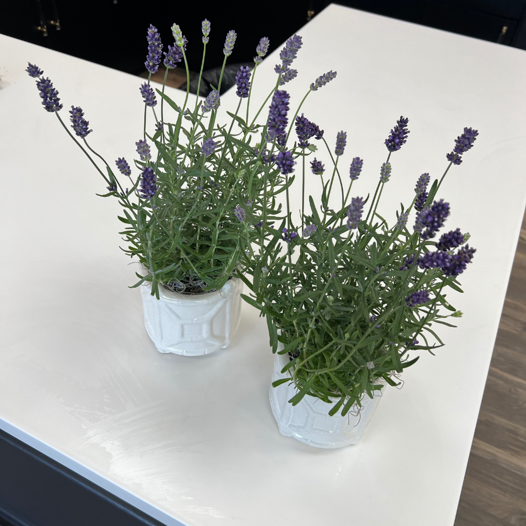 Two potted lavender plants on a white surface