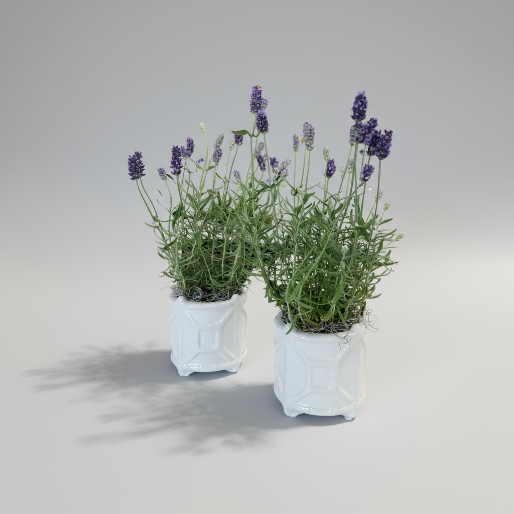 Potted Lavender in White Chinoiserie Ceramic Pot – 4” Fresh Plant