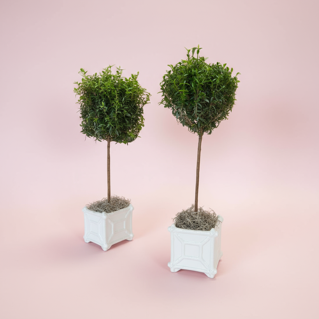 Myrtle Single Ball Topiary in White Chinoiserie Ceramic Pot – Fresh Potted Tree