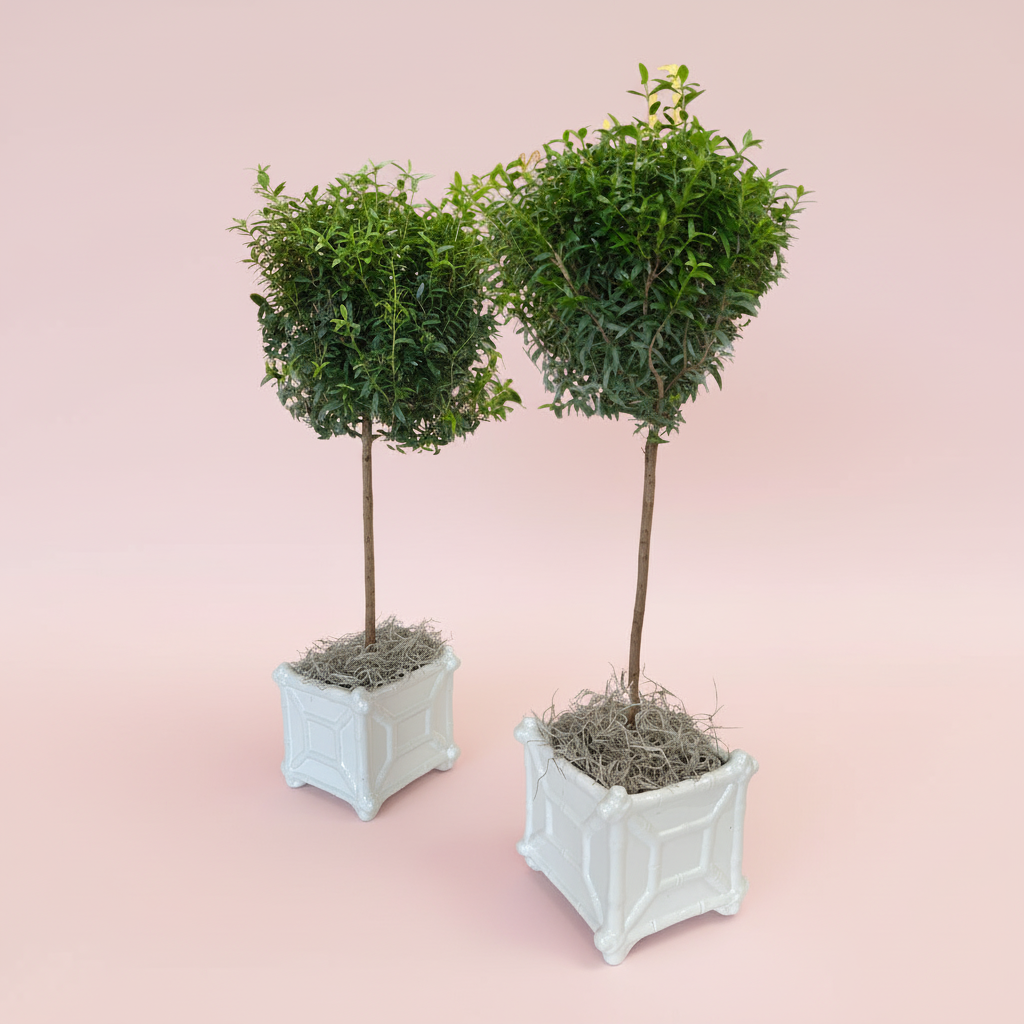 Myrtle Single Ball Topiary in White Chinoiserie Ceramic Pot – Fresh Potted Tree