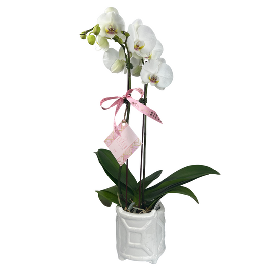 Phalaenopsis Orchid-Double Spike in Decorative Pot