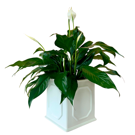 Peace Lily (Spathiphyllum) in White Ceramic Planter