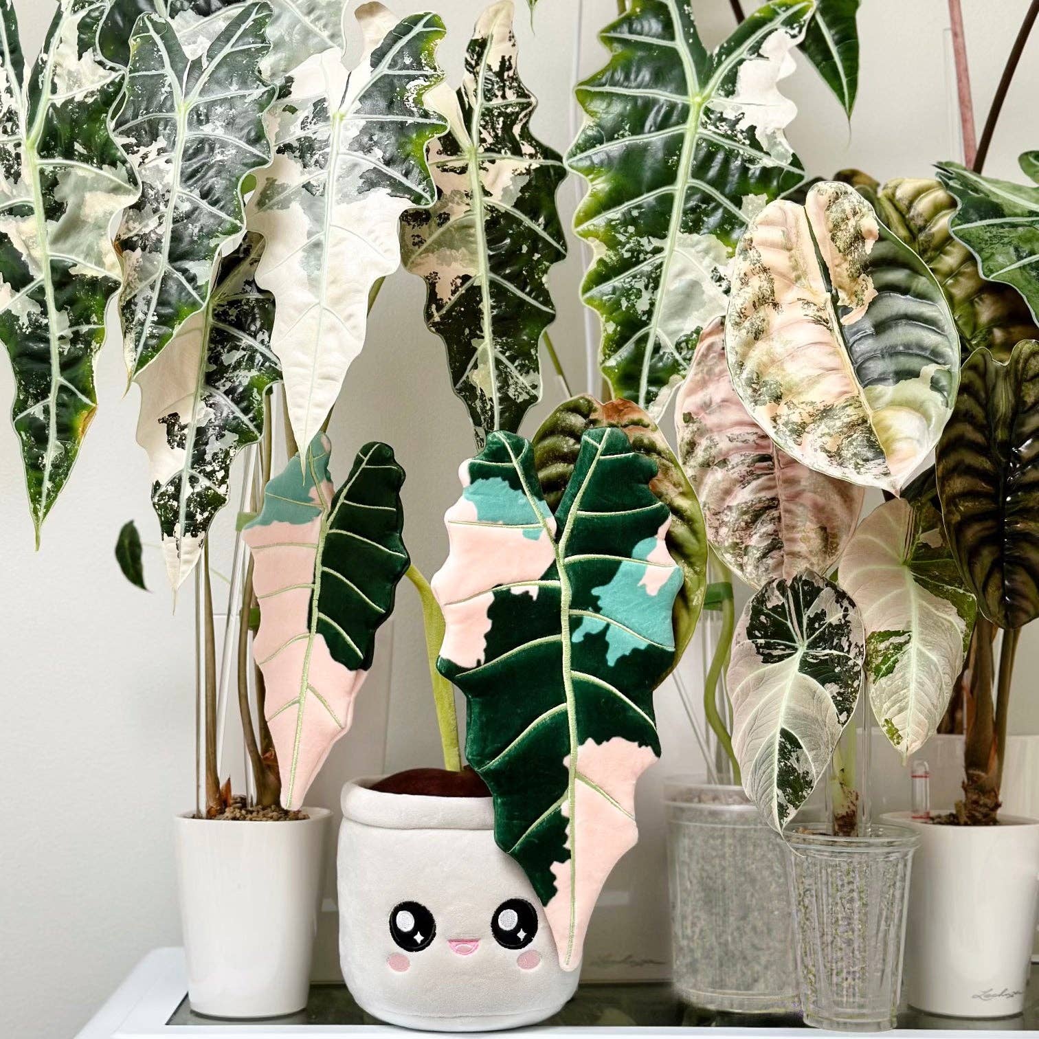 Variegated Alocasia Amazonica Plushie - Flair Flower Bar & Studio