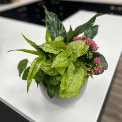 European Ceramic Dish Garden