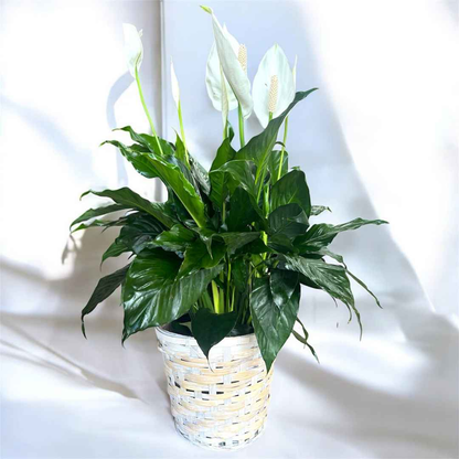 Peace Lily (Spathiphyllum) in Decorative Planter