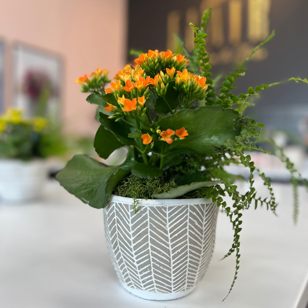 European Ceramic Dish Garden - Flair Flower Bar & Studio