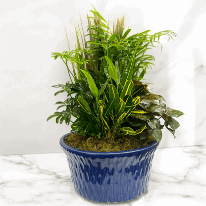 European Ceramic Dish Garden