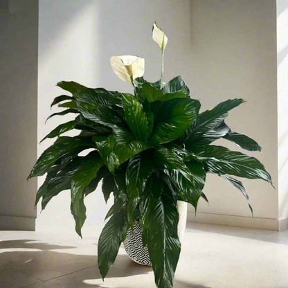 Peace Lily (Spathiphyllum) in Decorative Planter