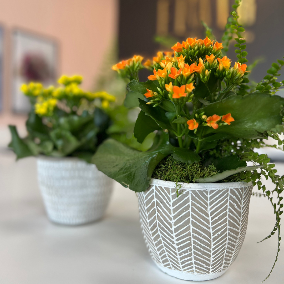 European Ceramic Dish Garden - Flair Flower Bar & Studio