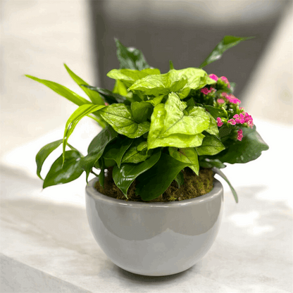 European Ceramic Dish Garden