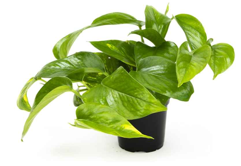 4" Pothos Plant in Grower Pot - Flair Flower Bar & Studio