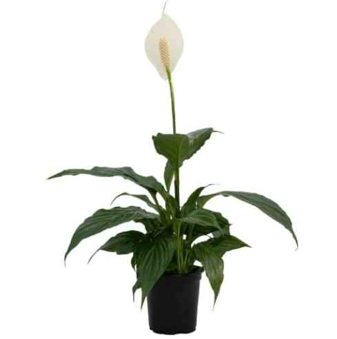 4"Spathiphyllum (Peace Lily)-Grower Pot - Flair Flower Bar & Studio