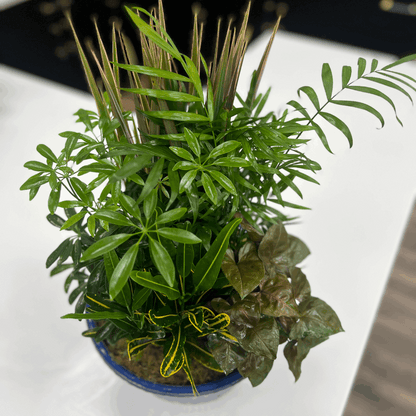 European Ceramic Dish Garden