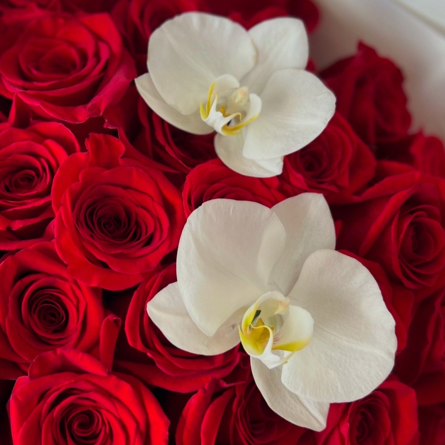 White orchids among red roses