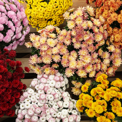 Assorted colorful mums including pink, yellow, red, and white.