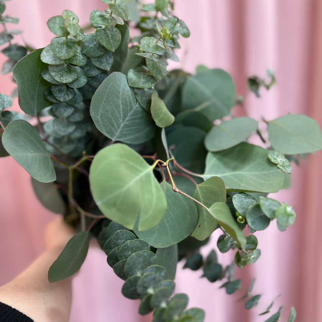 Fresh Eucalyptus Shower Bundle