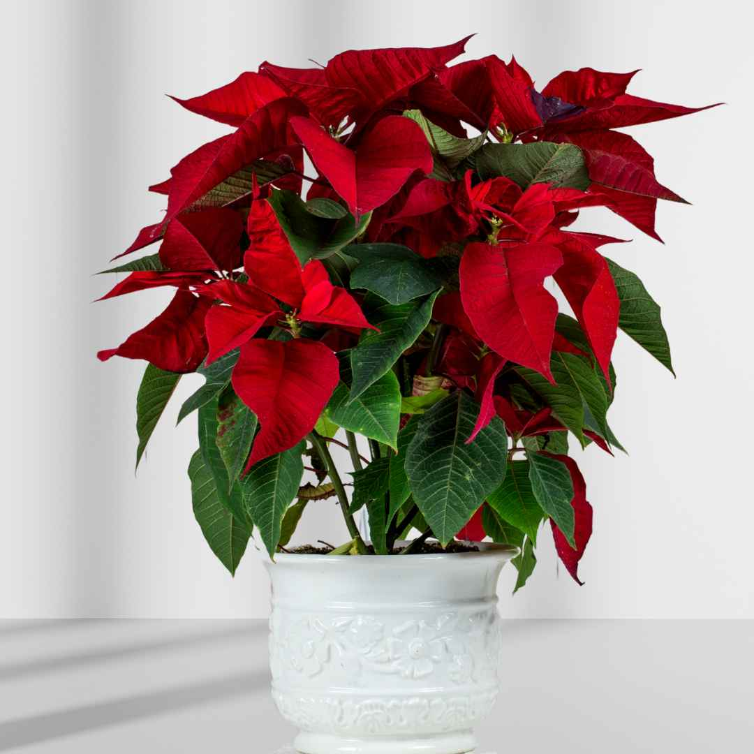 Fresh Poinsettia Plant