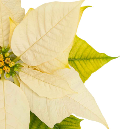 Fresh Poinsettia Plant