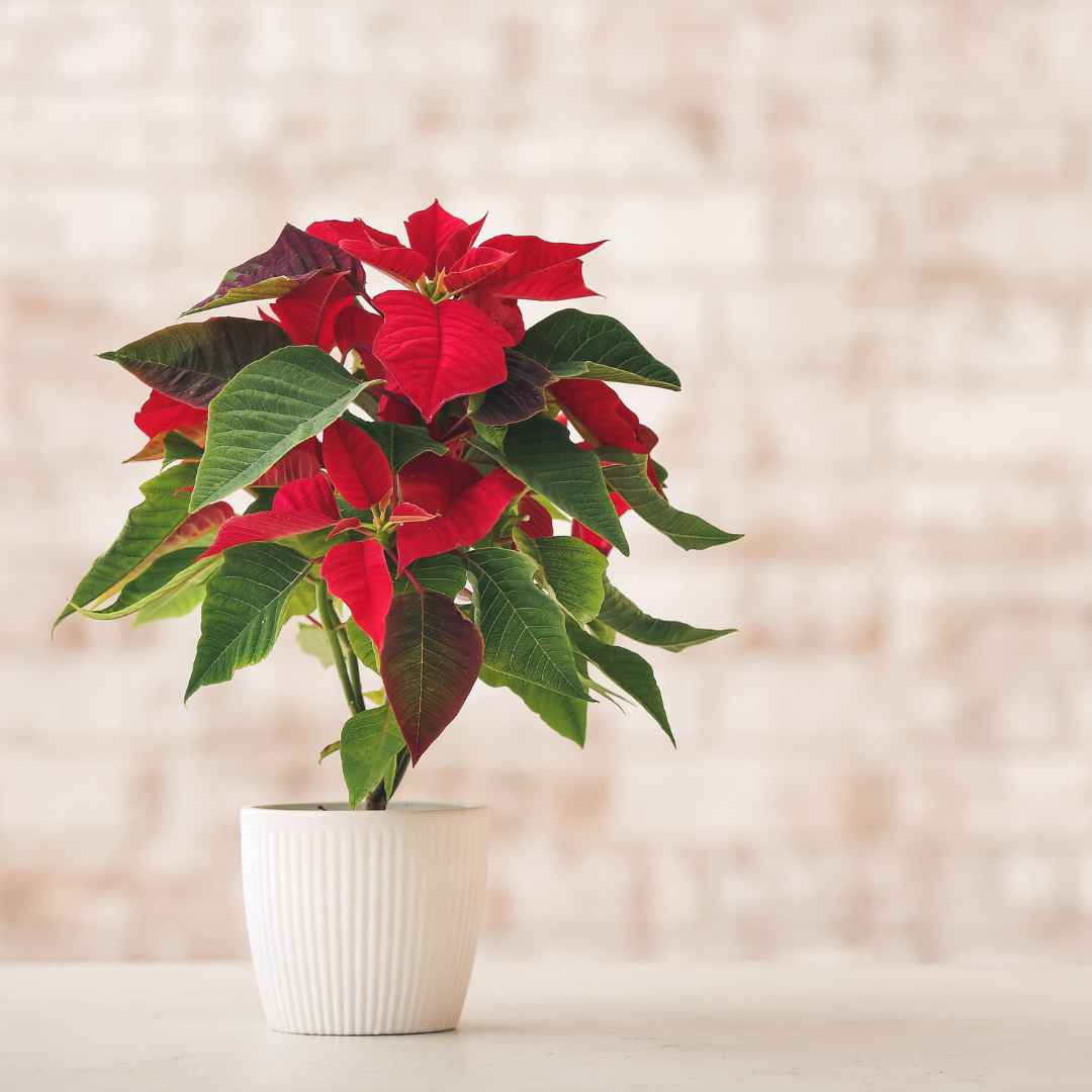Fresh Poinsettia Plant