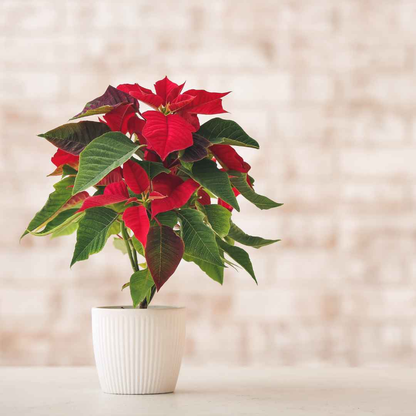 Fresh Poinsettia Plant