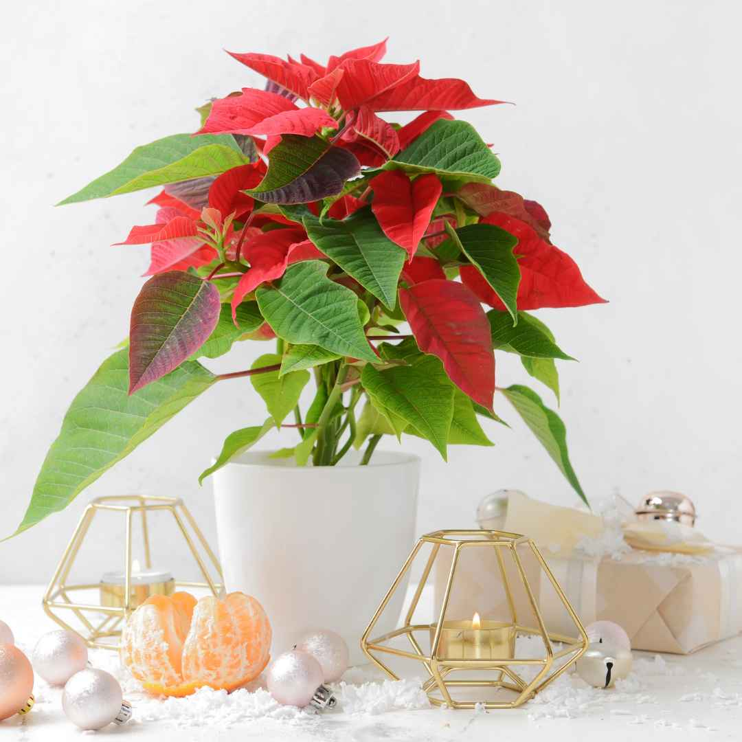 Fresh Poinsettia Plant
