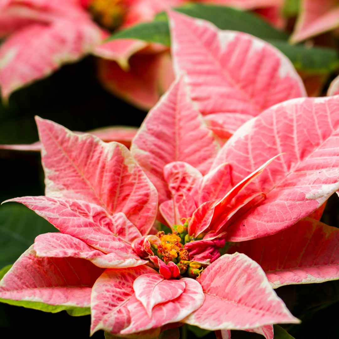 Fresh Poinsettia Plant