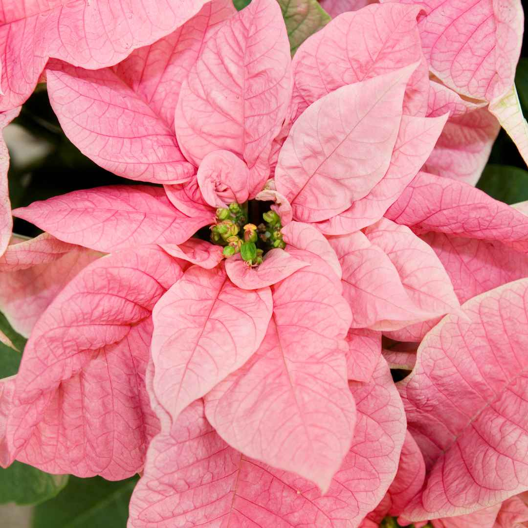 Fresh Poinsettia Plant