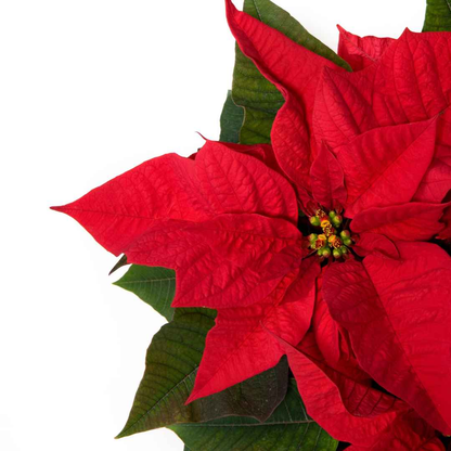 Fresh Poinsettia Plant