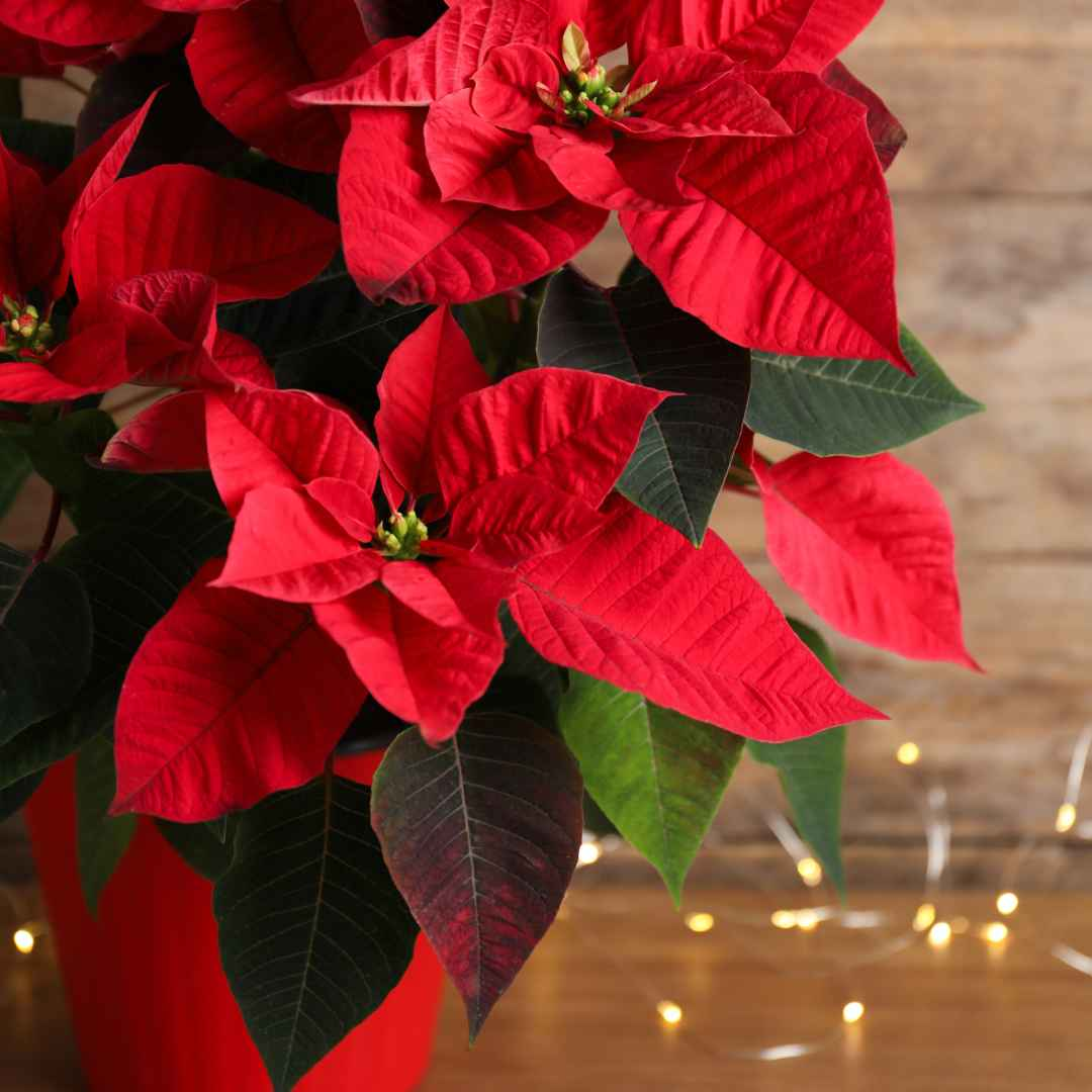 Fresh Poinsettia Plant