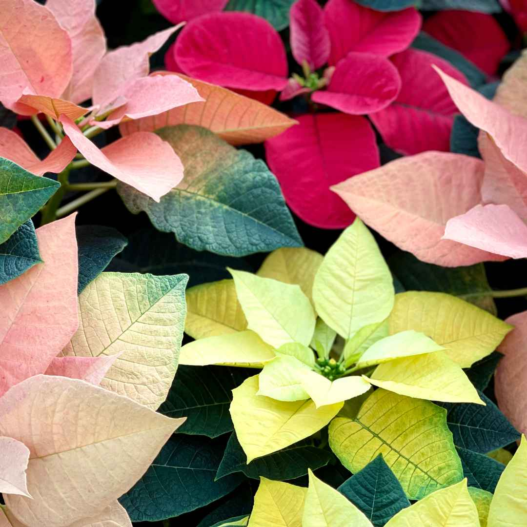 Fresh Poinsettia Plant