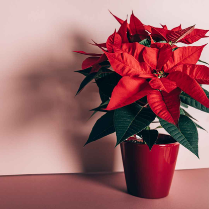 Fresh Poinsettia Plant