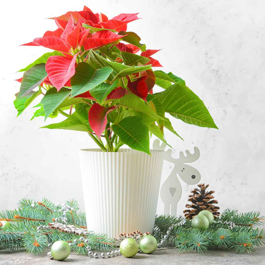 Fresh Poinsettia Plant