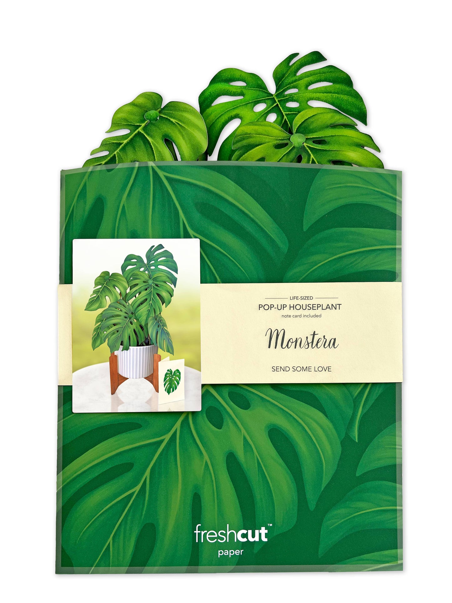 Monstera Plant Greeting Card by FreshCut Paper LLC